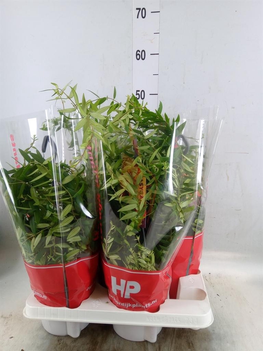 <h4>Aeschynanthus  'Japhrolepis'</h4>