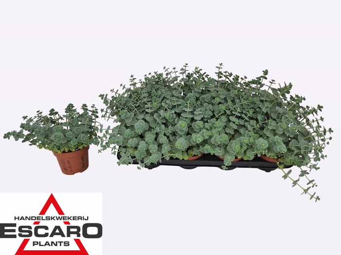 <h4>SEDUM SIEBOLDII</h4>