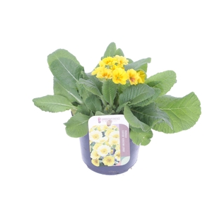 Primula elatior Cream Orange Eye