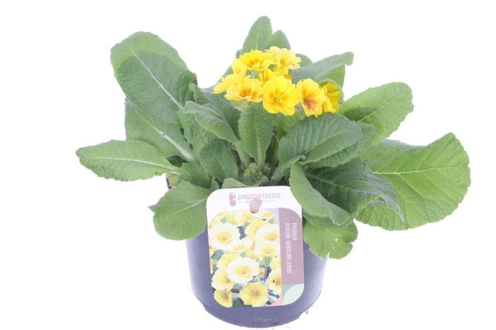 <h4>Primula elatior Cream Orange Eye</h4>