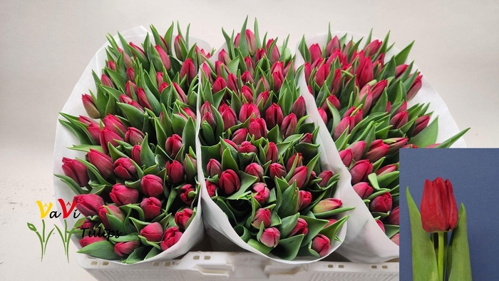 <h4>TU EN SEADOV</h4>