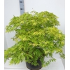 Acer pal. 'Dissectum’