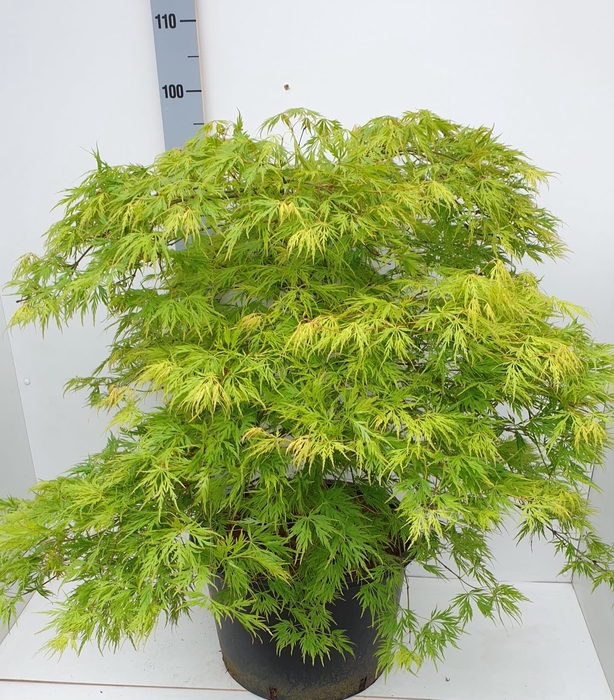 Acer pal. 'Dissectum’