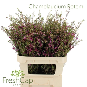 Chamelaucium Rotem