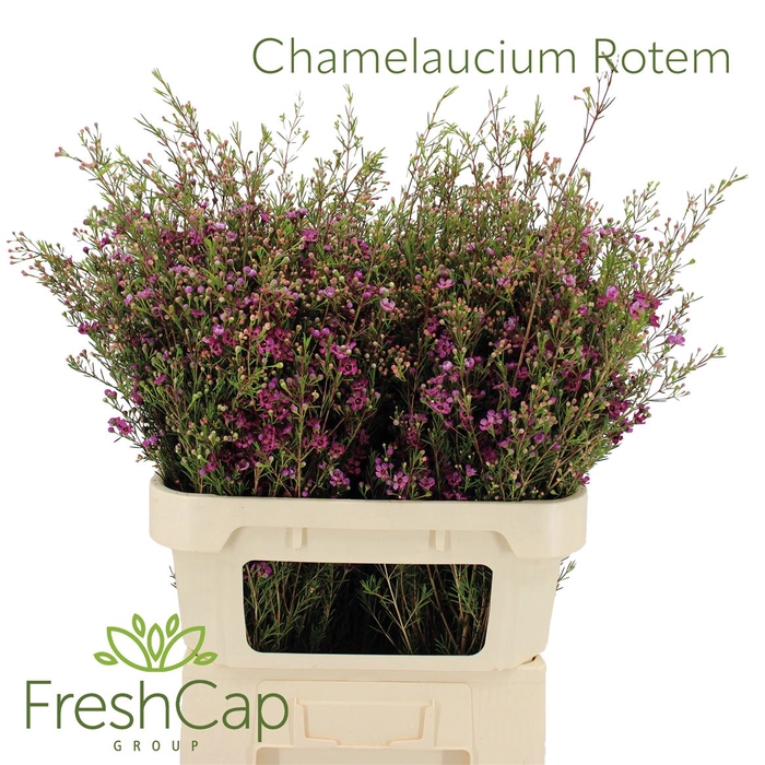 Chamelaucium Rotem
