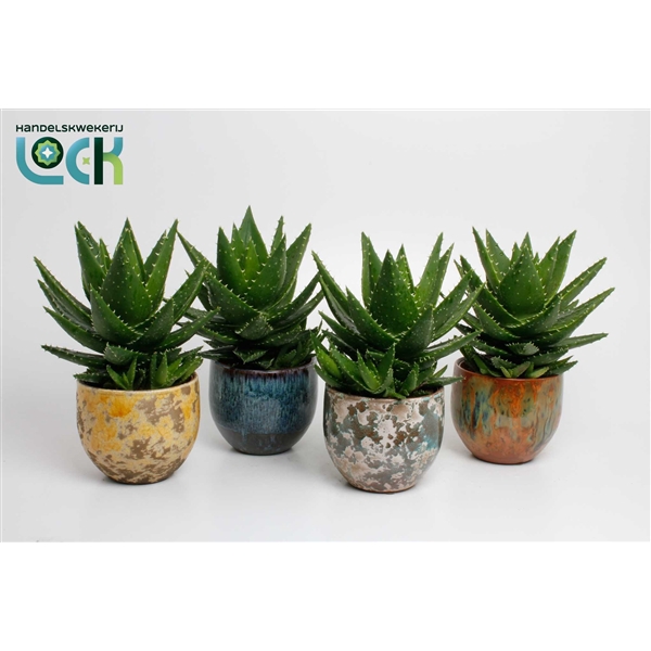 <h4>Aloë Mitriformis in mix Luuk pot</h4>