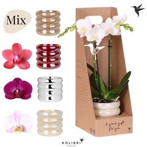 Kolibri Gift Set small Glow