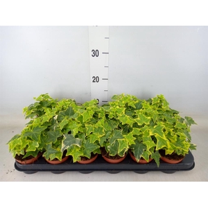 Hedera helix 'Goldchild'