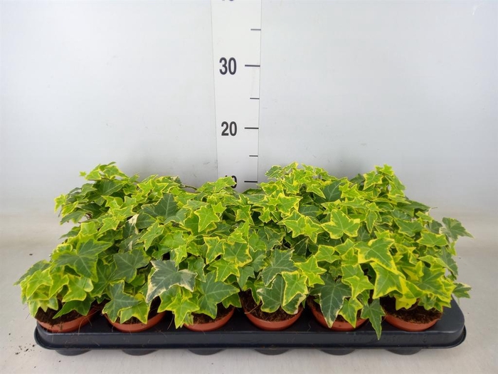 <h4>Hedera helix 'Goldchild'</h4>