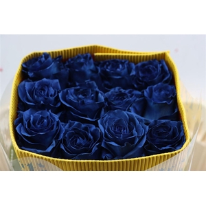 R Gr Tinted Galactic Blue