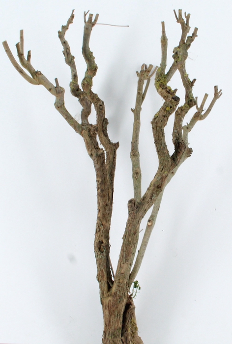 <h4>SERINGENSTRONK</h4>