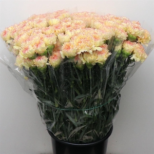 Di St Ateca Yellow/ Orange