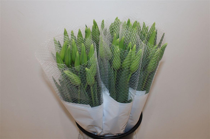 <h4>Tu Fr En Maureen</h4>