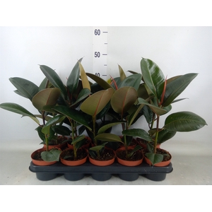 Ficus elastica 'Robusta'