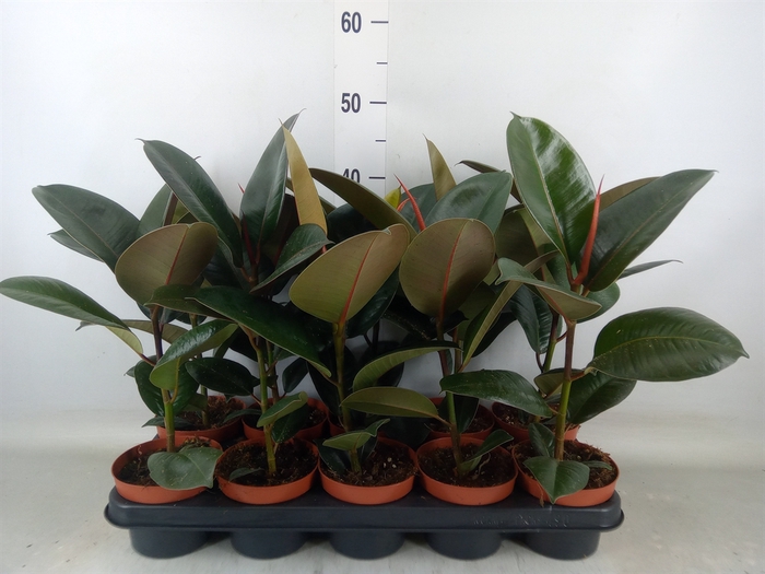 <h4>Ficus elastica 'Robusta'</h4>
