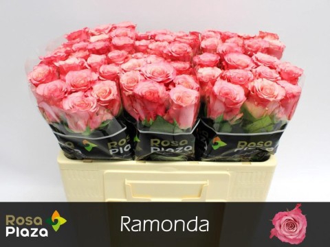 <h4>Rosa large ramondo</h4>