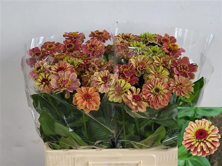 <h4>Zinnia Q Red Lime</h4>