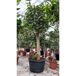 Ficus Benghalensis