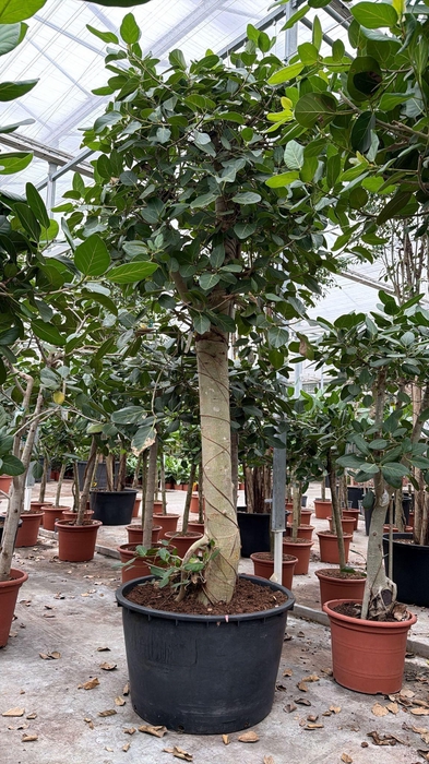 <h4>Ficus Benghalensis</h4>