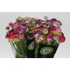 Ranunculus Elegance Cappucino Mix
