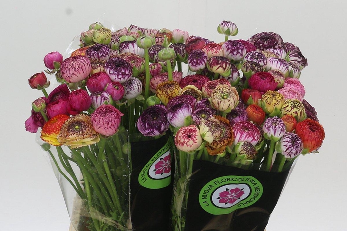 Ranunculus Elegance Cappucino Mix