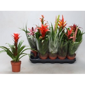BROMELIA GEM