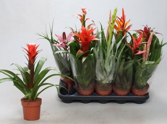 <h4>BROMELIA GEM</h4>