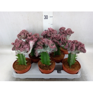 Euphorbia lactea