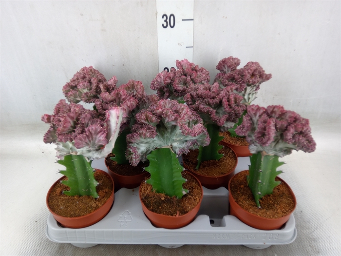 <h4>Euphorbia lactea</h4>
