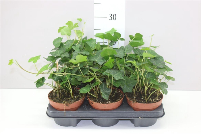 <h4>Hedera He Hibernica</h4>