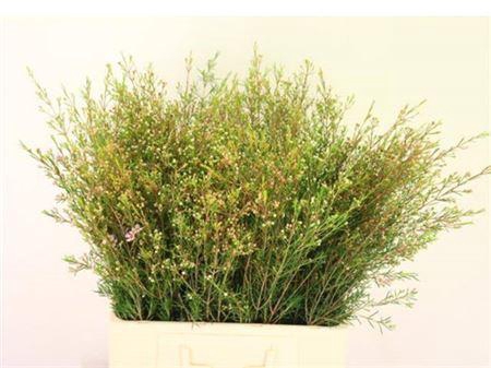 <h4>Chame Un Early Nir</h4>