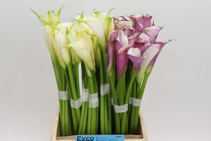 <h4>Zantedeschia Eydolls gemengd in fust</h4>