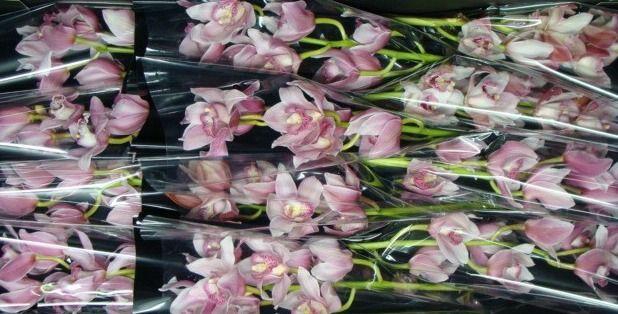 <h4>C290 50 cm</h4>