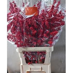 Ilex verticillata L10