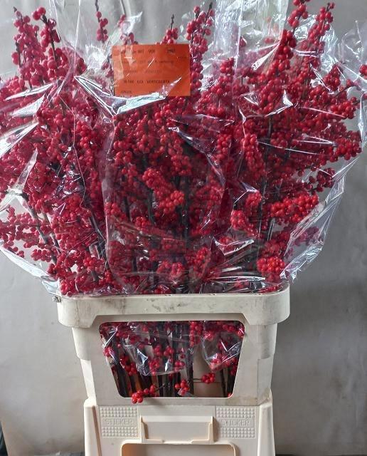 <h4>Ilex verticillata L10</h4>