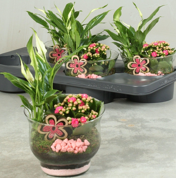 <h4>ARR KAMERPL</h4>