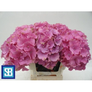 HYDR M MAG PINK RUBY