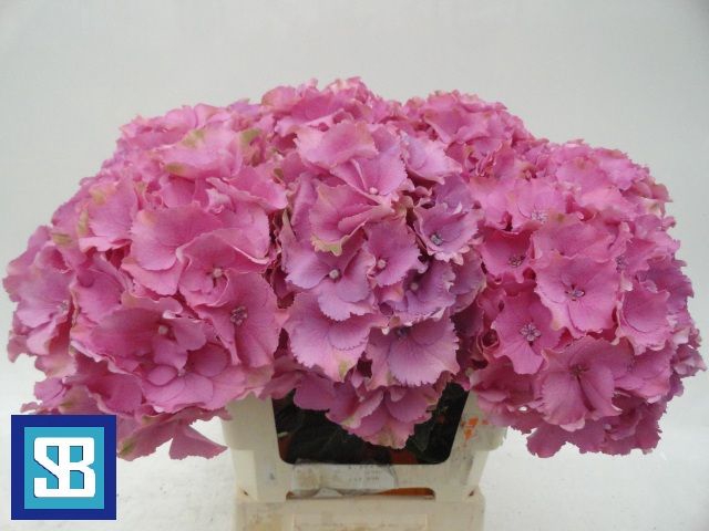<h4>HYDR M MAG PINK RUBY</h4>