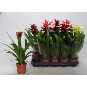 BROMELIA GEM