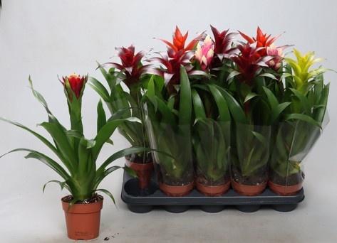 <h4>BROMELIA GEM</h4>