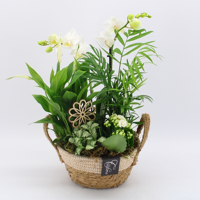 <h4>Opm PHAL-2536W Phalaenopsis Creatie</h4>