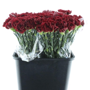 Di St Porto Bordeaux