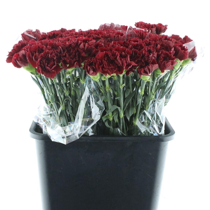 <h4>Di St Porto Bordeaux</h4>