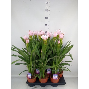 Curcuma alism. 'Siam Swing'