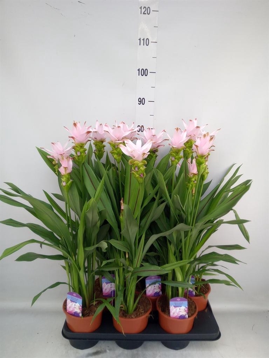<h4>Curcuma alism. 'Siam Swing'</h4>