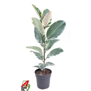 Ficus Tineke