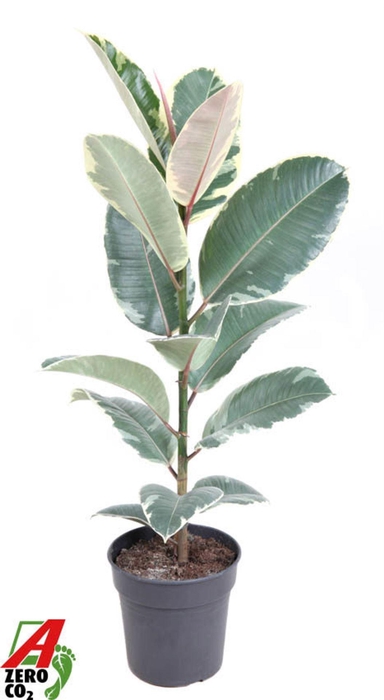 <h4>Ficus Tineke</h4>