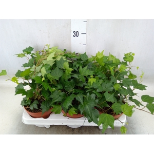 Hedera helix 'Green Ripple'