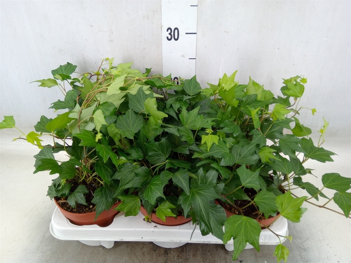 <h4>Hedera helix 'Green Ripple'</h4>