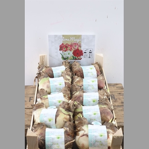 Hipp Bulb Twin White In Wooden Crate